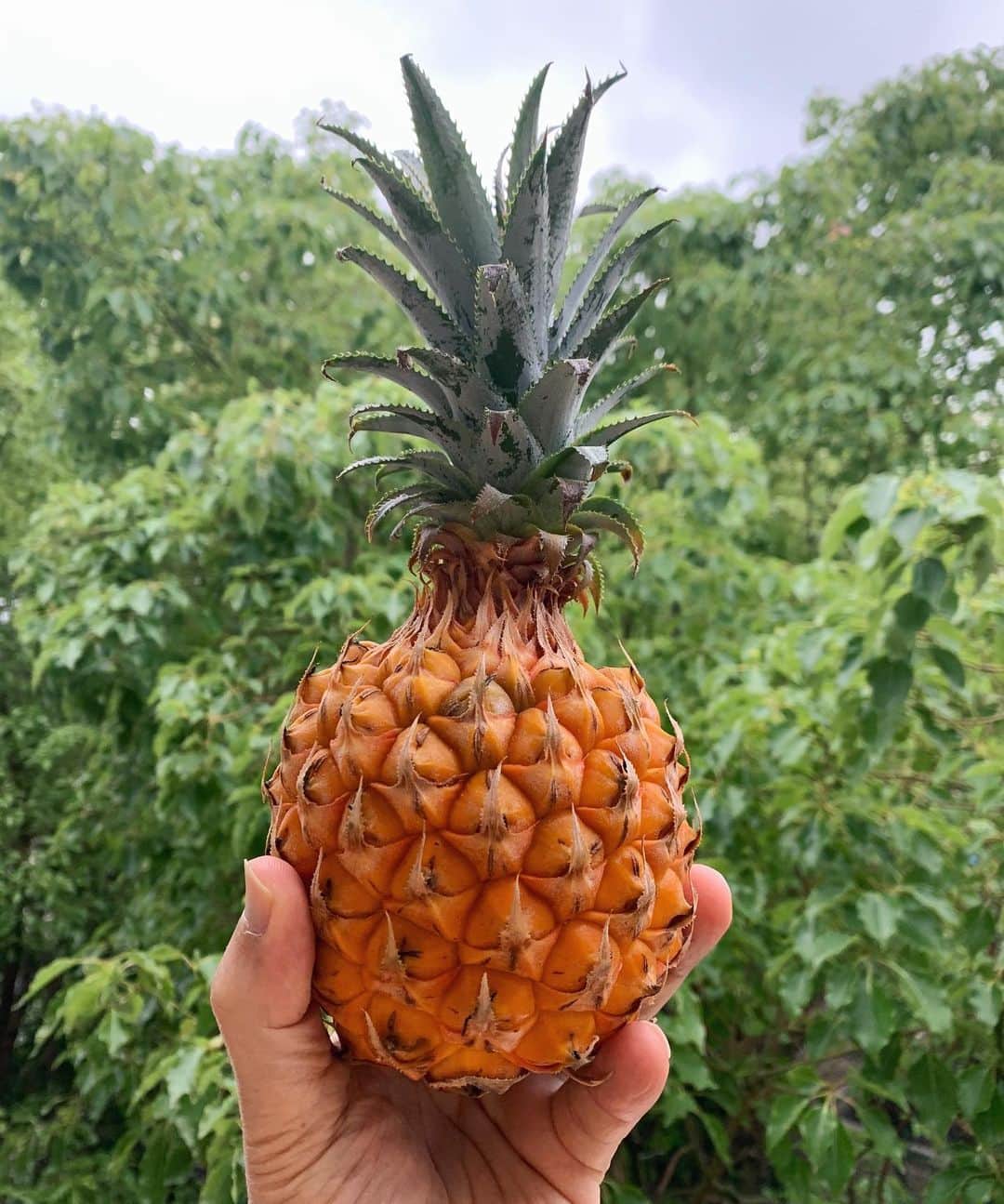 のインスタグラム：「Fresh 🍍  #沖縄産 #おいしい #stayhome #staysafe #staystrong #love #peace #ジョンカビラ #jonkabira」