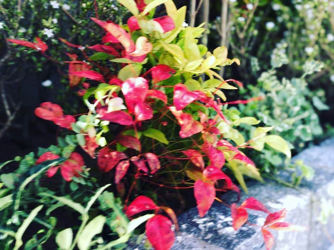 ネクステップ八柱支店さんのインスタグラム写真 - (ネクステップ八柱支店Instagram)「* 鮮やかな赤い葉の植栽 色が入ると 玄関先も一気に 華やかな印象に 変わりますね👍✨ * * -------------------------------------- more photos...👉 @nextep.sumitai_ie -------------------------------------- * * #ネクステップ #Nextep #施工事例 #注文住宅 #住まい #インテリア #おしゃれ  #新築  #home #design  #interior #松戸 #柏 #流山  #architecture  #Panasonic  #家 #いいね #follow  #good  #instalike #instagood #instahouse #instaphoto  #art #ldk #しょくぶつのある暮らし #緑のある暮らし #外構  #植栽」5月21日 23時18分 - nextep.sumitai_ie