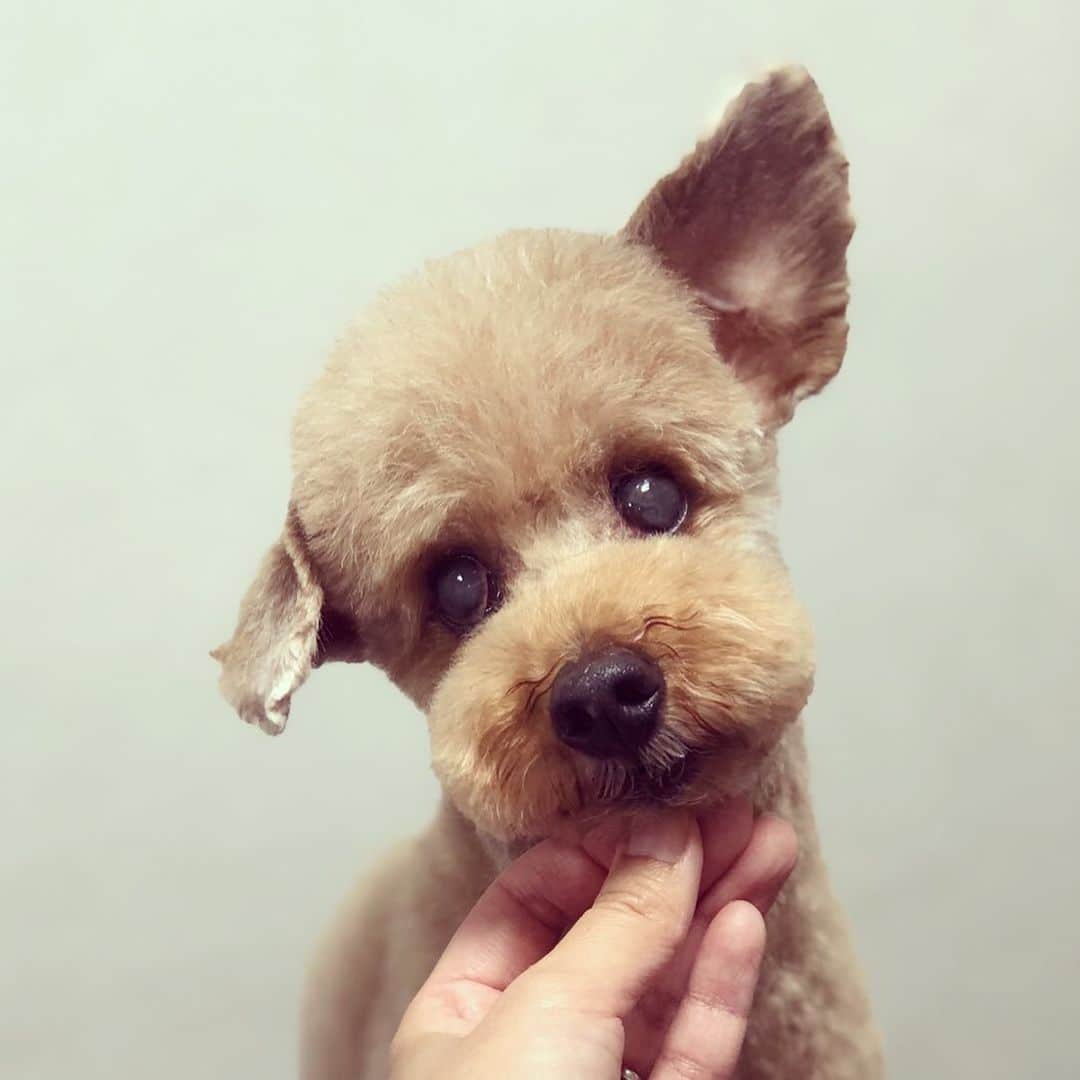 doghug (ドッグハグ) 豊洲本店のインスタグラム