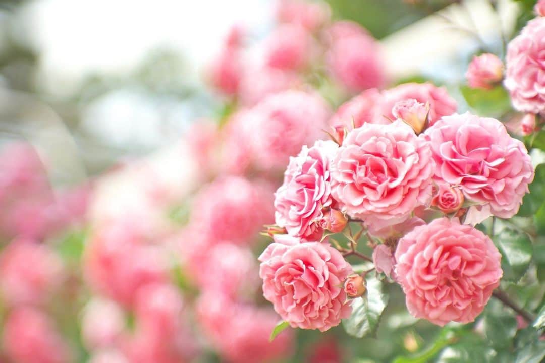 kiccyomuのインスタグラム：「☁️ 2020.05.21 Thu 昨年のストックから… #バラ 🌹 📷撮りたいなぁ〜 #心に花を * 毎日、在宅も少し飽きてきた😥 週末も行くとこ、無さそうだし… もう少し、我慢&我慢😊 * Stay home 🏡 #一日も早く平穏な日が訪れますように 🙏 明日も元気に🤗 * location #千葉 #京成バラ園 📷撮影 2019年05月」