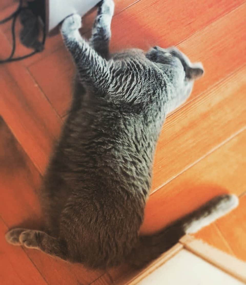 チキン南蛮カレーのルウ王子のグルメインスタ