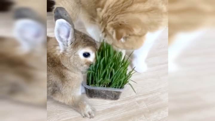 bunny & 2 catsのインスタグラム