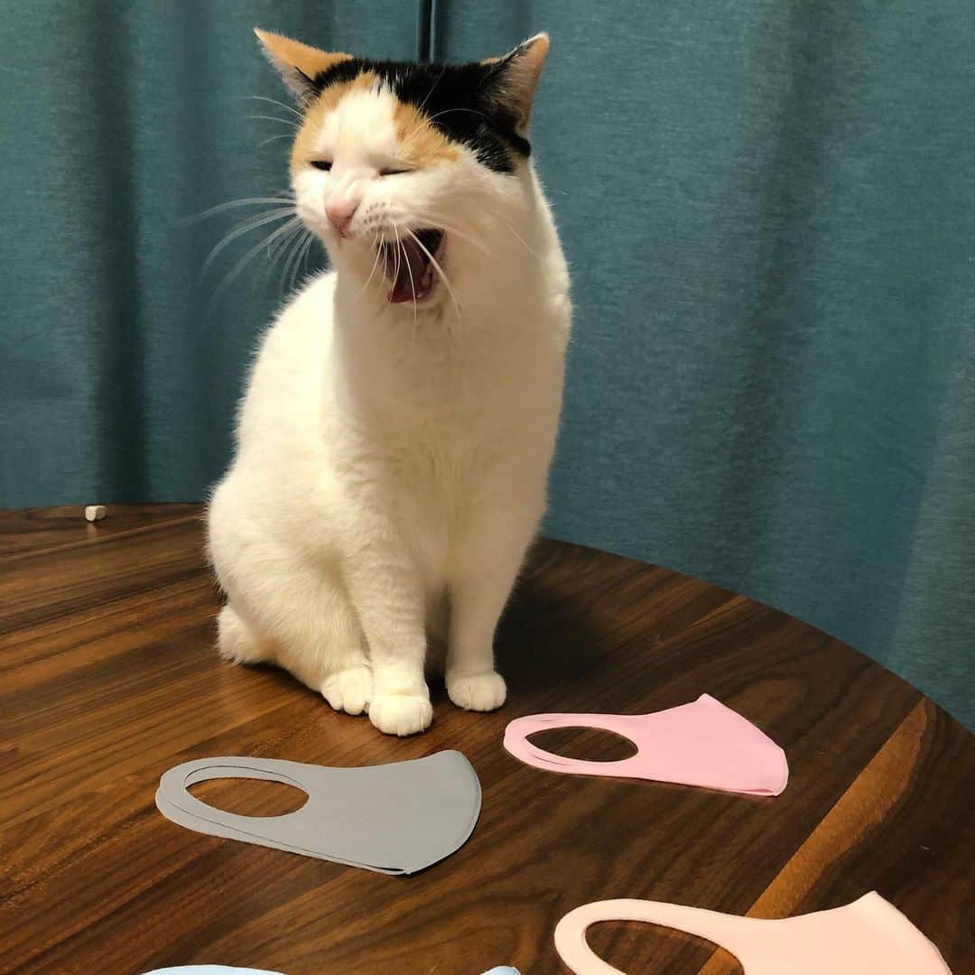 津久井智子さんのインスタグラム写真 - (津久井智子Instagram)「これは、 猫のためのエプロンか にゃんかですか？  #違いますマスクです #象夏堂ストア  #再入荷しました #売切御免」5月21日 19時38分 - tomokotsukui
