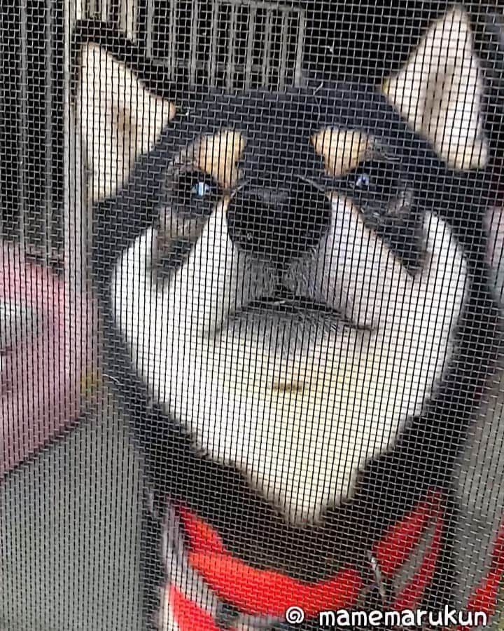 まめ丸のインスタグラム：「* * 【⚠️音がでるよ🐶⚠️】 * おかえりなさーい🐶💓 もー💦こいつがジャマでママのところに いけないよー🐶💦 #さいしょのぼくのせつない声きいてね * 【sound on please🐶🎵】 Welcome home🐶💓 This screen is an obstruction🐶💦 * #今日のおでむかえシリーズ #こいつの名前は網戸 #ぼくの敵 * #柴犬#豆柴#柴#黒柴#犬#ふわもこ部#しばいぬ#癒し#shiba#shibainu#shibastagram#shibadog#puppy#instadog#dogstagram#dog#instashiba#petstagram#pet#cutepetclub#adorable#강아지#멍스타그램#doglover#いぬのきもち#いぬのきもち部」