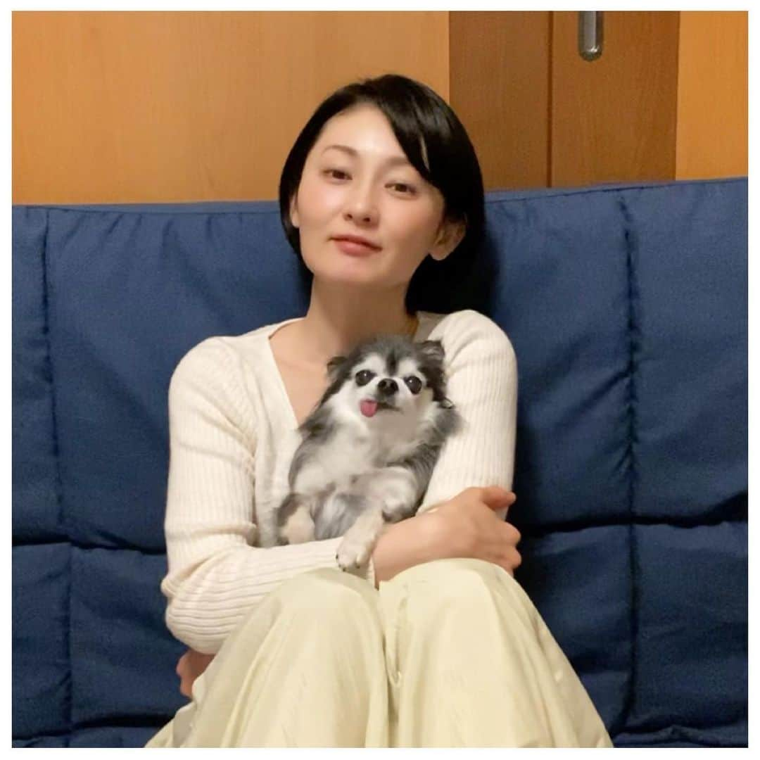 風花舞さんのインスタグラム写真 - (風花舞Instagram)「珍しくタイちゃんがそばにずっといたのでタイちゃんと📸 アーシュは走り回ってて捕まえられず…💦 #ちわわ#チワワ#ちわわ大好き#ちわわ親バカ部#ちわわ多頭飼い#チワワ部#チワワ多頭飼い#チワワ大好き#かわいい#癒し#家族#仲良し#幸せ#動物#チワスタグラム#animal#dog#family#chihuahua#chihuahuas#chihuahualove#chihuahualife#cute#sweet#happy#treasure#love」5月21日 20時35分 - kazahanamai_official