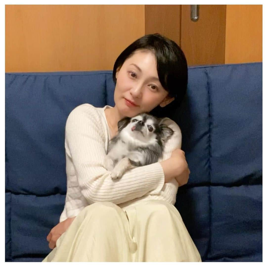 風花舞さんのインスタグラム写真 - (風花舞Instagram)「珍しくタイちゃんがそばにずっといたのでタイちゃんと📸 アーシュは走り回ってて捕まえられず…💦 #ちわわ#チワワ#ちわわ大好き#ちわわ親バカ部#ちわわ多頭飼い#チワワ部#チワワ多頭飼い#チワワ大好き#かわいい#癒し#家族#仲良し#幸せ#動物#チワスタグラム#animal#dog#family#chihuahua#chihuahuas#chihuahualove#chihuahualife#cute#sweet#happy#treasure#love」5月21日 20時35分 - kazahanamai_official