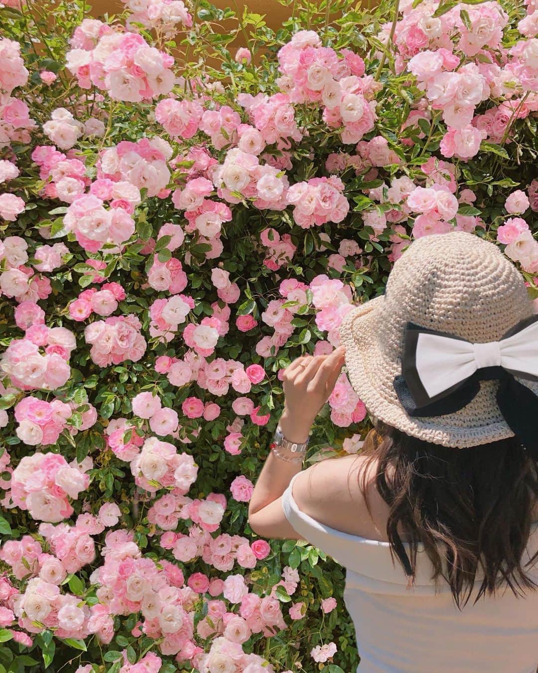 のインスタグラム：「お花はなんでも好きだけど﻿ バラ🌹も特別にすき💕﻿ ﻿ ﻿ わんこお散歩コースが﻿ 薔薇でキレイな場所あって﻿ ついついそこを通りたくなっちゃう🌹😚﻿ 下の方少し足しちゃったけど😜🌹🌹﻿ (2枚目before)﻿ ﻿ ﻿ 去年かな？バラを育てようと思ったんだけど﻿ 私には難しかったとよねぇ😂﻿ ﻿ ﻿ 自分にできないことできる人は﻿ みんな、すごい人✨👏﻿ ﻿ ﻿ #rosegarden #makeawesome #flowerstagram #picsart_edit #花の写真館」