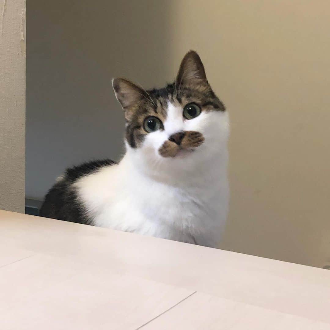 ghemtexのインスタグラム：「階段と猫　#階段 #猫 #髭」