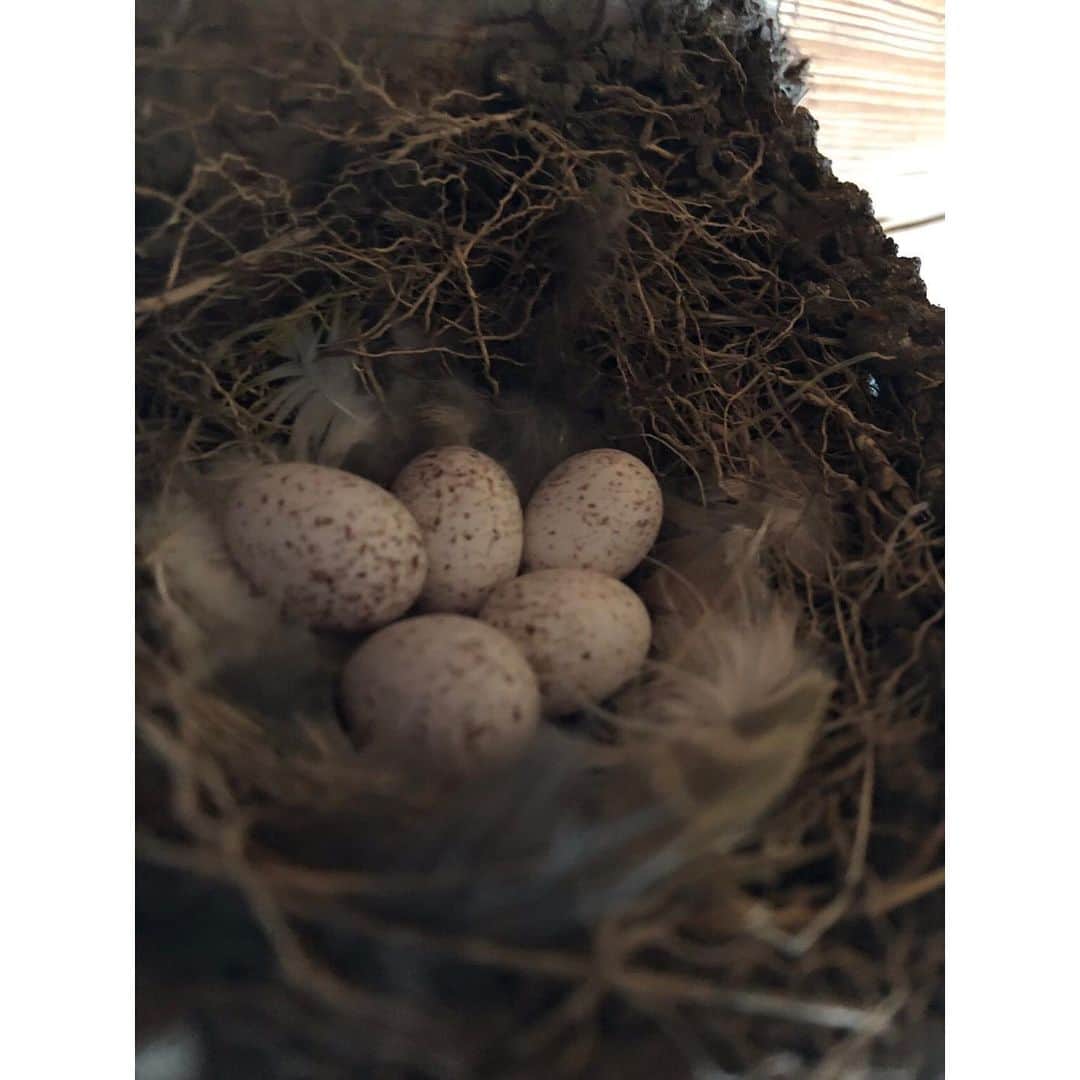 北野貴之さんのインスタグラム写真 - (北野貴之Instagram)「ツバメの巣発見。 ヒナちゃんが産まれる日まで、密着取材。  #ツバメ#1日目」5月22日 7時01分 - takashi_kitano