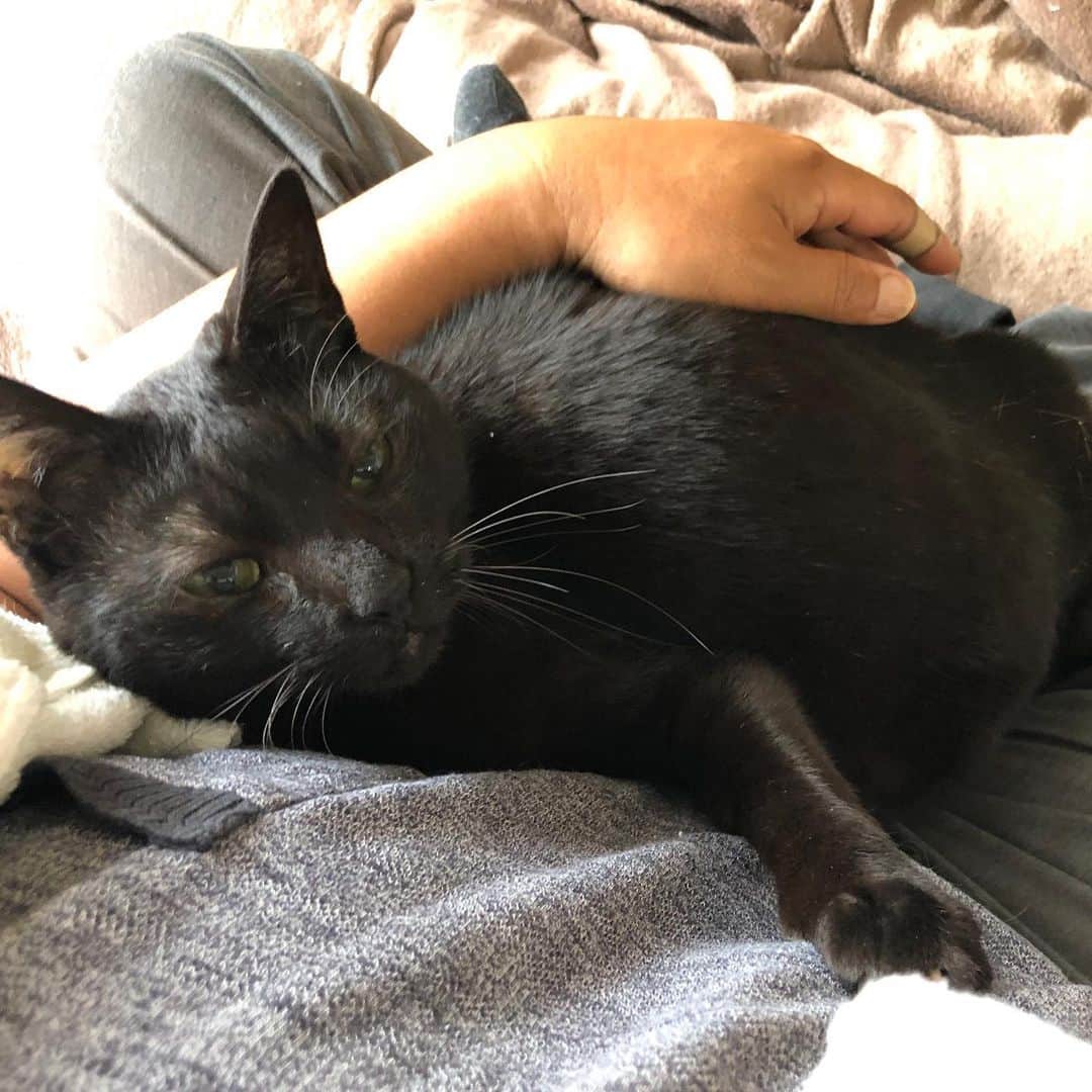 ホタテ＆クラム＆シラスのインスタグラム：「甘えん坊 #cat #neko #blackcat #猫 #ねこ #黒猫 #catstagram #instagram #instagramjapan #ig_japan #igersjp」