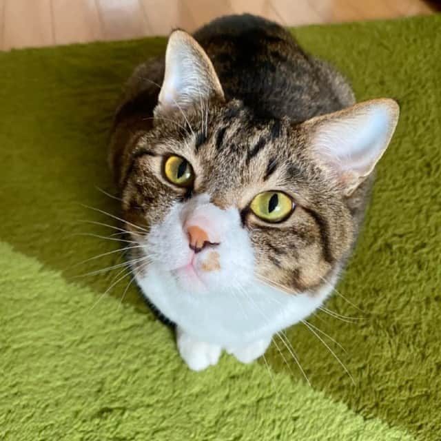 野本かりあのインスタグラム：「ルカからの朝の挨拶。 やらんぞと思ってたのに とうとう　#おしゃべりペット に手を出してしまった💦 録音する度に、私が話すと返事をしちゃって撮り直し。 笑ってしまう。 #lukarly #catofinstagram #にゃんすたぐらむ🐈」