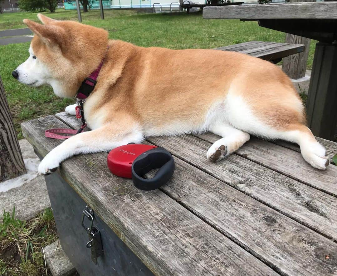 柴犬のモモさんのインスタグラム写真 - (柴犬のモモInstagram)「おはようございます。お腹辺りの毛を取るため、モモさんが最大限譲歩した体勢 #いぬ #イヌ #犬 #柴犬 #赤柴 #日本犬 #犬バカ部 #ふわもこ部 #いぬら部 #癒しわんこ #柴犬マニア #犬のいる暮らし #口角キュキュッと部 #shiba #shibainu #shibadog #dogstagram #dogsofinstagram #shibastagram #shibasofinstagram #shibamania #inu #instadog #toyota_dog」5月22日 7時49分 - shi_ba_i_nu_momo