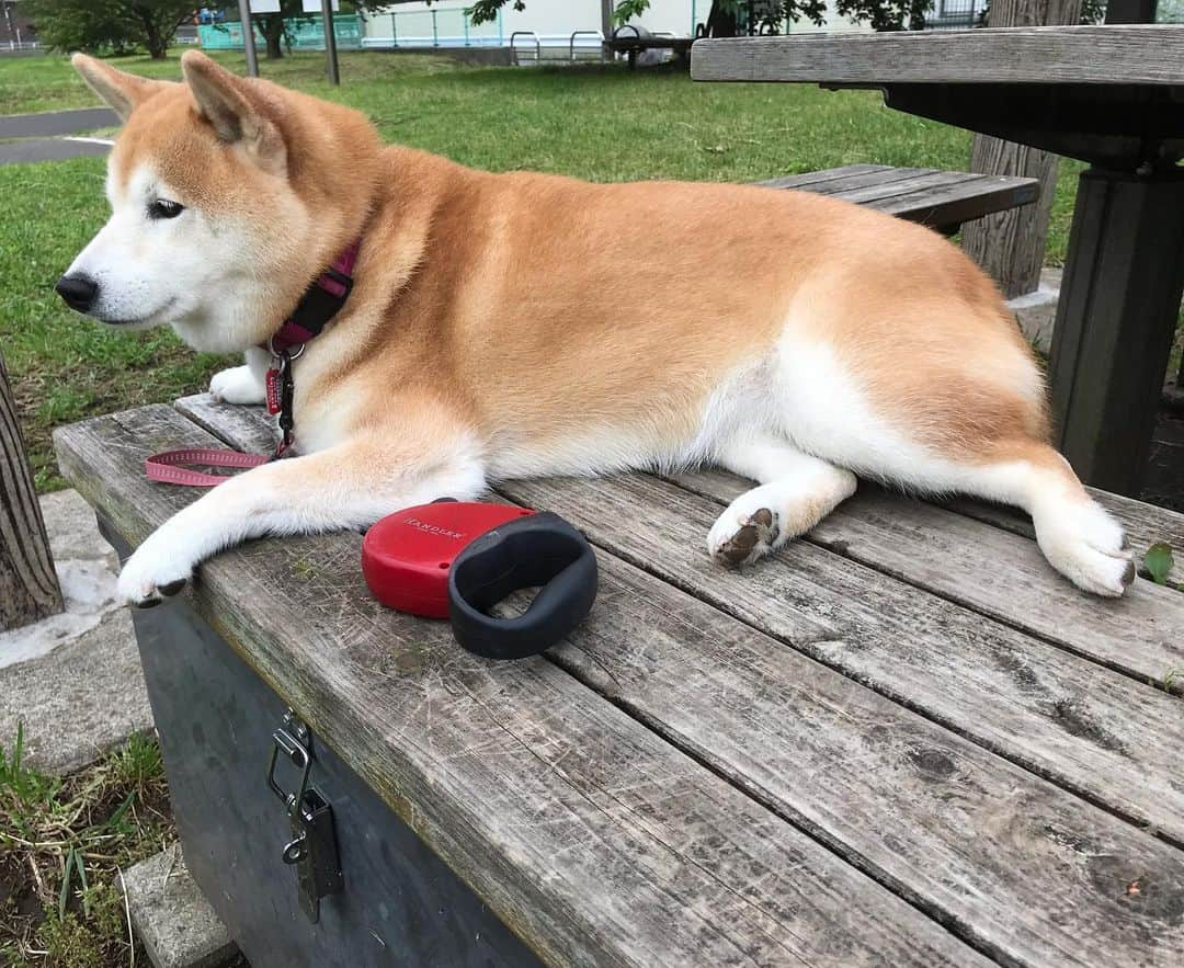 柴犬のモモさんのインスタグラム写真 - (柴犬のモモInstagram)「おはようございます。お腹辺りの毛を取るため、モモさんが最大限譲歩した体勢 #いぬ #イヌ #犬 #柴犬 #赤柴 #日本犬 #犬バカ部 #ふわもこ部 #いぬら部 #癒しわんこ #柴犬マニア #犬のいる暮らし #口角キュキュッと部 #shiba #shibainu #shibadog #dogstagram #dogsofinstagram #shibastagram #shibasofinstagram #shibamania #inu #instadog #toyota_dog」5月22日 7時49分 - shi_ba_i_nu_momo