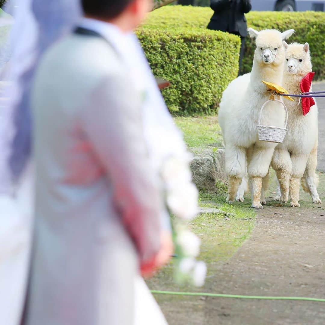 ブライダル グランシア須賀川《福島県須賀川市：結婚式場》さんのインスタグラム写真 - (ブライダル グランシア須賀川《福島県須賀川市：結婚式場》Instagram)「アルパカちゃんが 首から下げてるカゴの中には お2人の指輪が入ってます💍💕 指輪の交換の前に ゲスト全員にサプライズ✨ リングボーイで アルパカちゃんが登場です🦙❤️❤️ #須賀川の結婚式場 #須賀川結婚式 #グランシア須賀川 #グランシア #オリジナルウェディング #wedding #happy #プレ花嫁 #プレ花婿 #貸切 #結婚式 #ブライダル #オシャレ #人気式場 #幸せ結婚式 #ナチュラル #japan #sukagawa #アルパカ #アルパカウェディング」5月21日 23時35分 - granciasukagawa