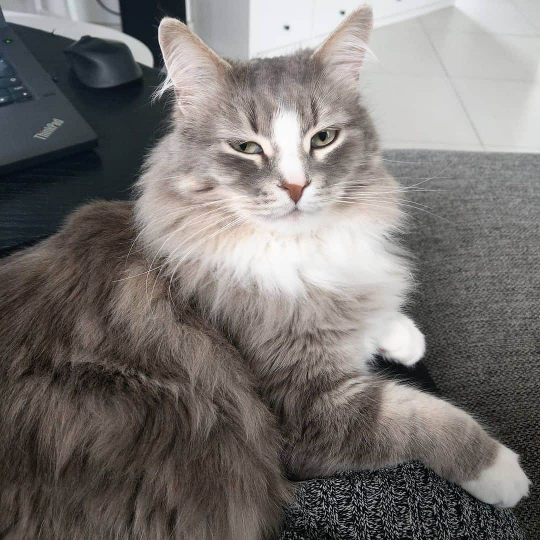 Nila & Miloさんのインスタグラム写真 - (Nila & MiloInstagram)「You weren't planning on going anywhere the next 2-3 hours, were you, human? 😹😻 #lapcat #cat #cuddlebuddy #siberianforestcat」5月21日 23時37分 - nilamilo