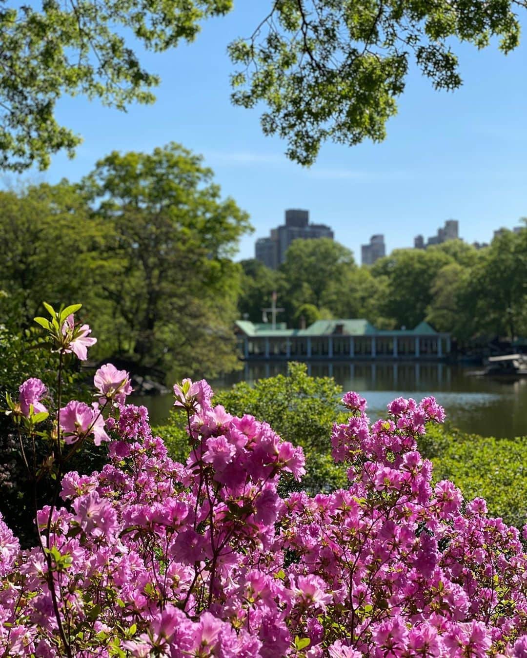 キーラ・コルピのインスタグラム：「Central Park this morning 🌸」