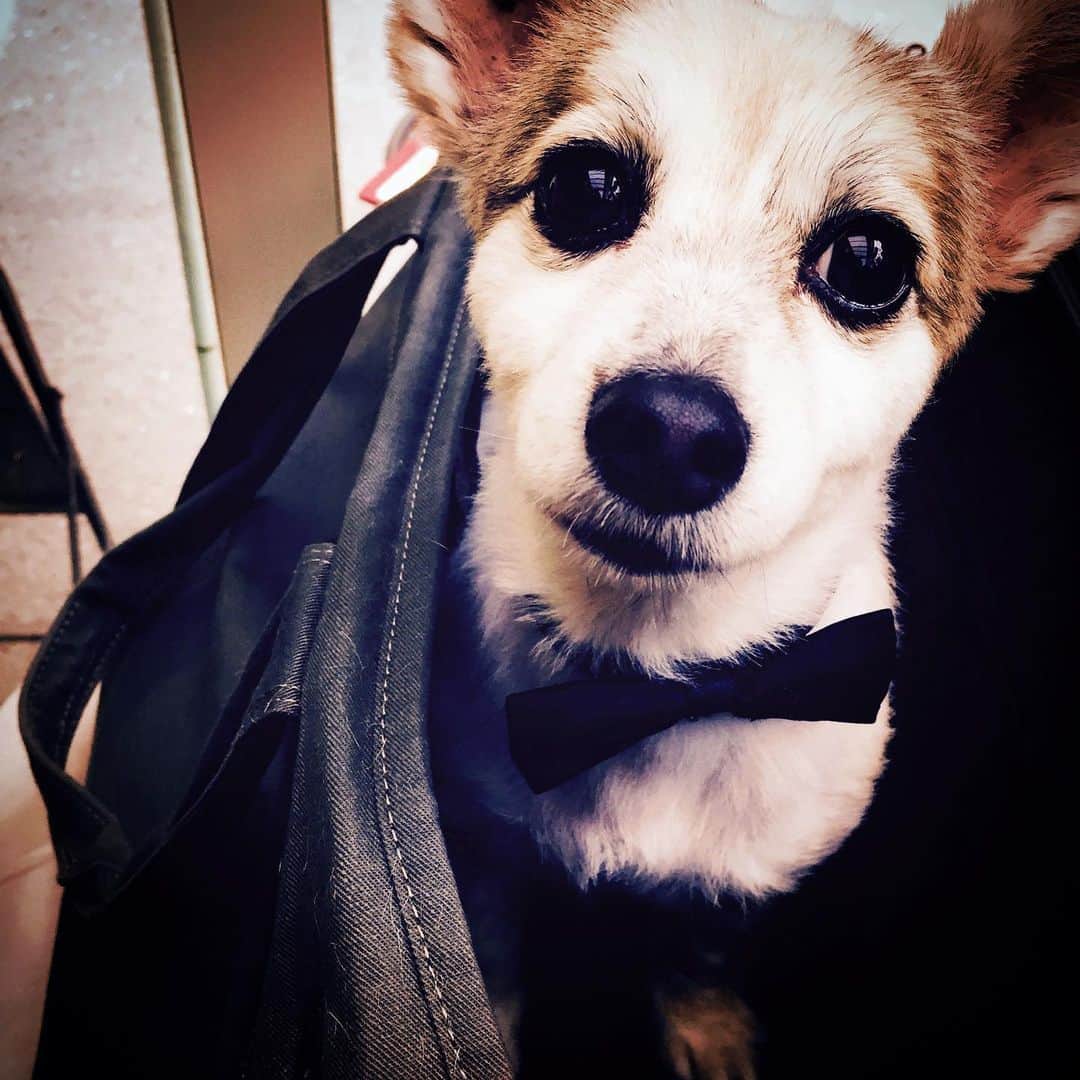 KOKIAのインスタグラム：「Titti is getting old but still really cute!! My next livestream will be on next Saturday at 8pm(JST) see you on my YouTube channel. https://m.youtube.com/watch?v=W1zxQ7zHre4  #tokyo #japan #japon #kokia #photography #歌手 #コキア #insta #art #beautiful #picoftheday #follow #女性 #ソングライター #photooftheday #woman #jmusic #ボーカリスト #singer #songwriter #jpop #vocalist #voice #声 #ライブ #live #綺麗 #日本 #livestream」