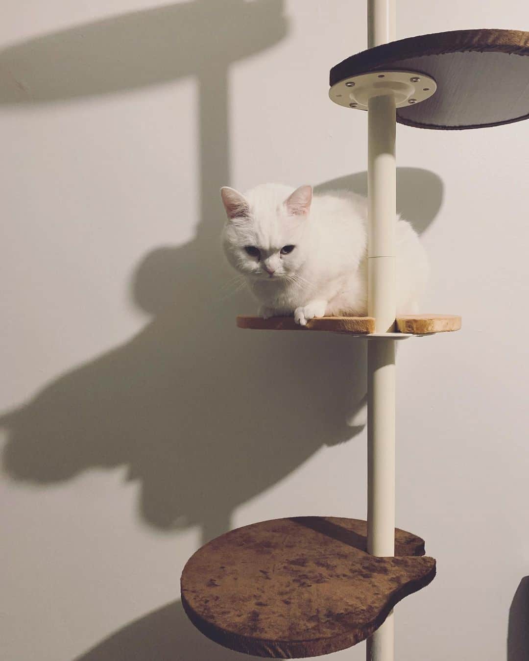 てふさんのインスタグラム写真 - (てふInstagram)「ドラマチック #otefucat」5月21日 23時43分 - cat_chouchou