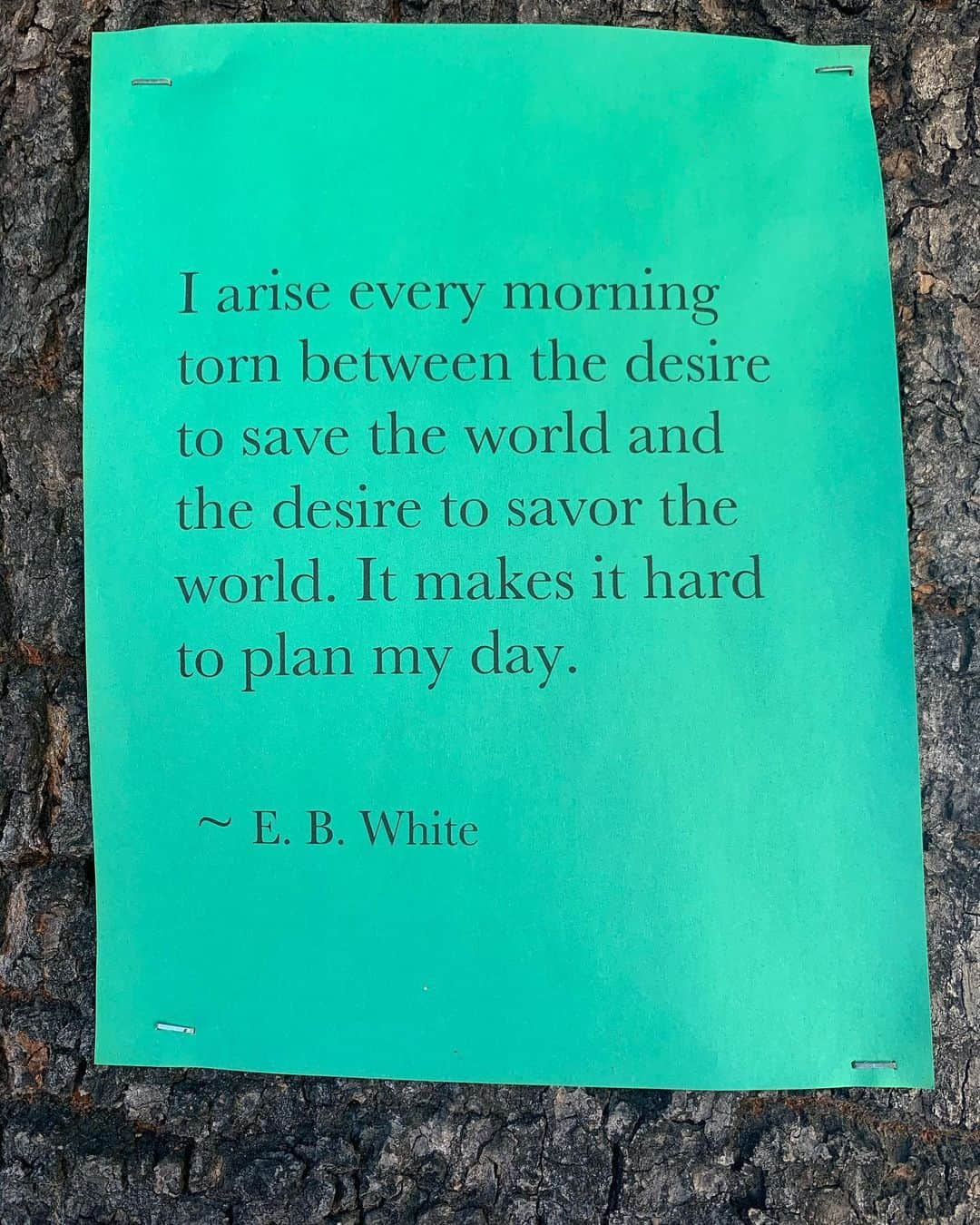 ミシェル・モナハンさんのインスタグラム写真 - (ミシェル・モナハンInstagram)「My morning walk led me to this little beauty. 🥰 #ebwhite #abeautifuldayintheneighborhood #thursdaythoughts」5月22日 0時45分 - michellemonaghan