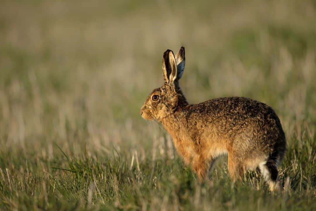 Canon UKさんのインスタグラム写真 - (Canon UKInstagram)「Patience is key when you have a particular image in mind. "I have been trying to get a decent shot of hares that occupy a couple of local fields, but they are so elusive and shy, it has taken about 18 months to do some field work, track them, observe them. Most of the time they saw me before I saw them, so it was a battle to try and get in the right place at the right time..." Phil's patience definitely paid off to capture this beautiful shot!  Image by @phil_thorogood  Camera: EOS 5DS R | Lens: EF 500mm f/4L IS II USM with Extender 1.4x III | Shutter Speed: 1/320 | Aperture: f/5.6 | ISO 100」5月22日 0時58分 - canonuk