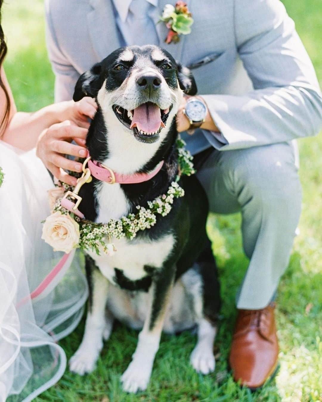 のインスタグラム：「Flower-bedecked pups > centerpieces. 📷 @katirosado via @weddingwire 📋 @middletoneventsco 📍@theaddisongrove 💐 @valerie.wolf」