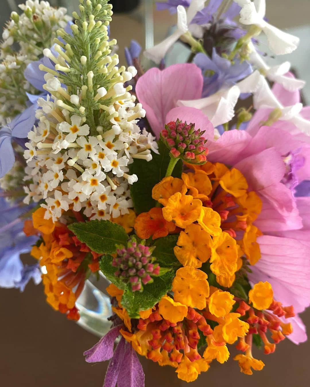 Sachiko Omoriさんのインスタグラム写真 - (Sachiko OmoriInstagram)「Flowers from the neighborhood 💐」5月22日 1時57分 - sachikogarcia_