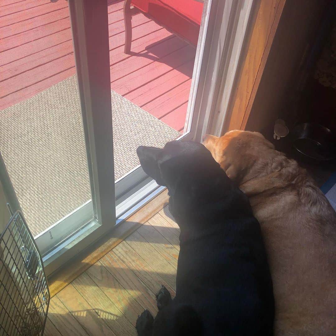 Jake And Gingerさんのインスタグラム写真 - (Jake And GingerInstagram)「Enjoying a nice summer breeze ❤️ #labradorstage #labsofinstagram #labsofinsta #labs_of_insta #labs_of_instagram #dogsofinstagram #dogs #dogstagram #dailyfluff #dailybarker #lovedogs🐶 #lovedogs #talesofalab #marriedlife #marriagegoals #married」5月22日 2時09分 - jake_n_ginger