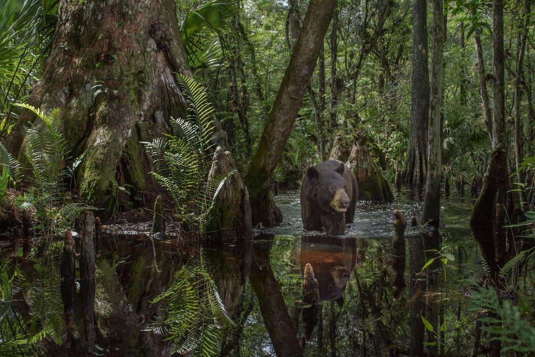 ナショナルジオグラフィックさんのインスタグラム写真 - (ナショナルジオグラフィックInstagram)「Photos by @carltonward | Seasons of the Everglades: Swipe to see the difference between the dry and wet seasons in this cypress swamp on a private cattle ranch next to Big Cypress National Preserve. The cypress tree on the left is estimated to be 500 years old. Right now we are at peak dry season. Summer rains will soon fill the swamps. Florida black bears use the swamps in both wet and dry times. In the Everglades, large, connected landscapes are as essential to the movement of animals as they are for the natural flow of water. Our @pathofthepanther project uses trail cameras to raise awareness for the additional land conservation needed to connect the statewide Florida Wildlife Corridor. The ranch in this photo represents the 40 percent of the wildlife corridor that is not yet protected and remains threatened by development. Please see @carltonward for more Everglades stories. Thank you by @insidenatgeo @fl_wildcorridor and @bergeronevergladesfoundation for supporting this work. #bear #everglades #ranch #water #swamp」5月22日 2時06分 - natgeo