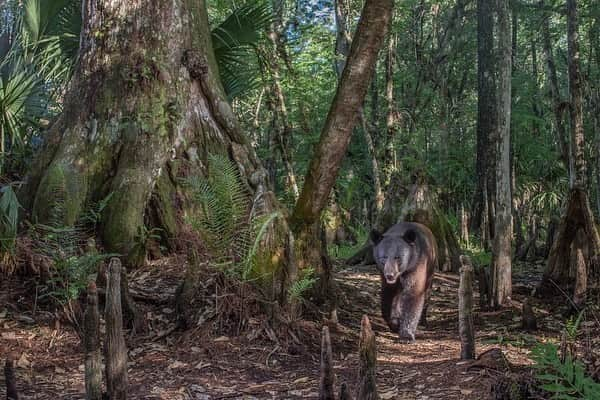 ナショナルジオグラフィックさんのインスタグラム写真 - (ナショナルジオグラフィックInstagram)「Photos by @carltonward | Seasons of the Everglades: Swipe to see the difference between the dry and wet seasons in this cypress swamp on a private cattle ranch next to Big Cypress National Preserve. The cypress tree on the left is estimated to be 500 years old. Right now we are at peak dry season. Summer rains will soon fill the swamps. Florida black bears use the swamps in both wet and dry times. In the Everglades, large, connected landscapes are as essential to the movement of animals as they are for the natural flow of water. Our @pathofthepanther project uses trail cameras to raise awareness for the additional land conservation needed to connect the statewide Florida Wildlife Corridor. The ranch in this photo represents the 40 percent of the wildlife corridor that is not yet protected and remains threatened by development. Please see @carltonward for more Everglades stories. Thank you by @insidenatgeo @fl_wildcorridor and @bergeronevergladesfoundation for supporting this work. #bear #everglades #ranch #water #swamp」5月22日 2時06分 - natgeo