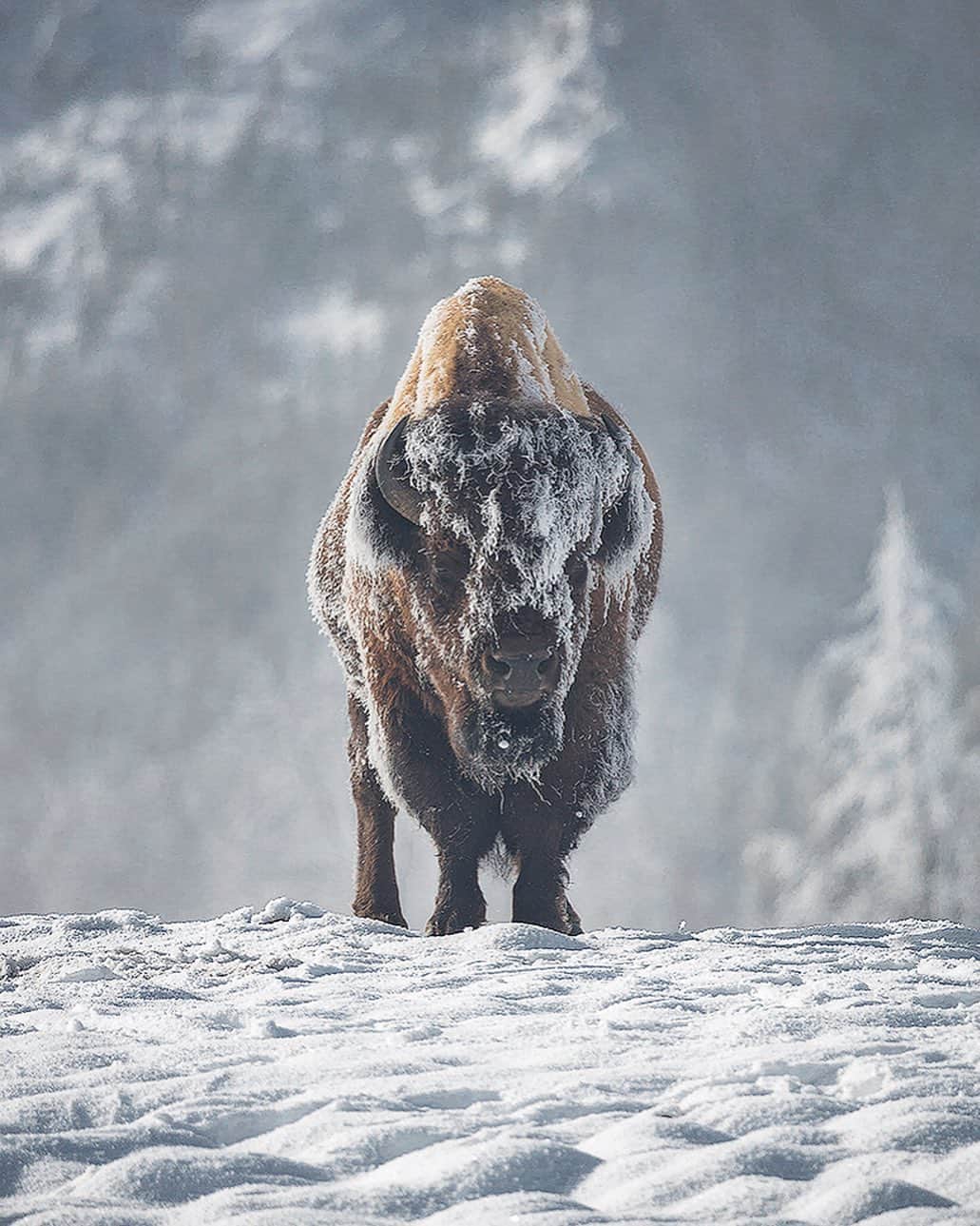 Chase Dekker Wild-Life Imagesのインスタグラム：「Well that didn’t take long.....only two days after Yellowstone National Park opened, a tourist was attacked and injured by a bison near Old Faithful. Before the incident, I remember hearing a park employee/resident (not sure which) on the radio exclaim “Visitors have a hard time social distancing from each other, why would we expect them to stay away from the animals?”. It could be long season in Yellowstone and other national parks, so give the animals their space, we’ve practiced this social distancing thing, so it should be easy now!」