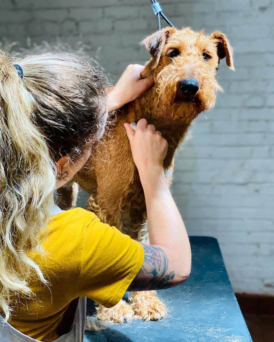 Dogs by Ginaのインスタグラム：「Harvey getting his strip on by owner/groomer, Gina Grant. 🙌🏼 #irishterrier #irishterriersofinstagram #handstripping #handstrippingterriers」