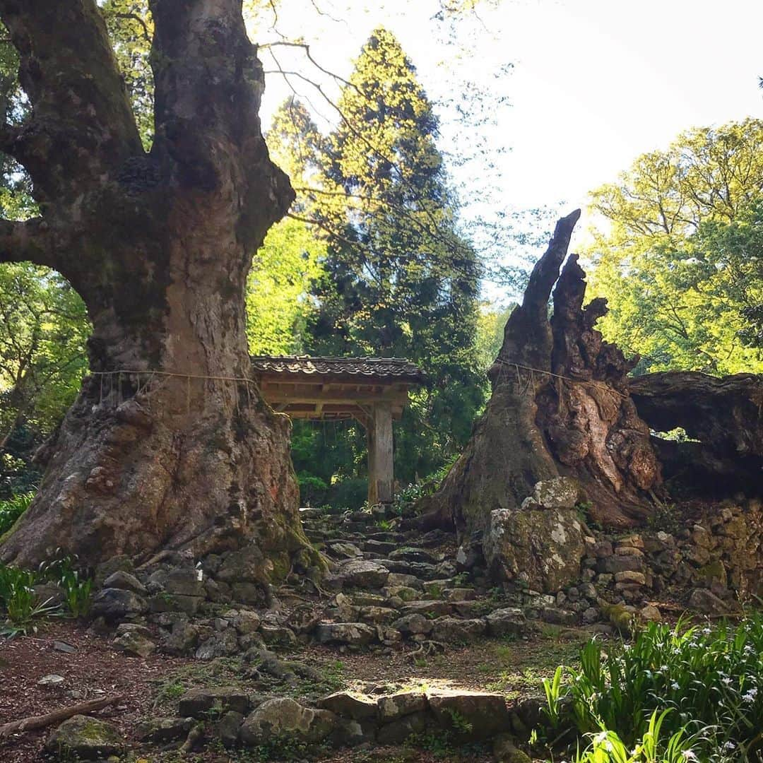 N∀OKIさんのインスタグラム写真 - (N∀OKIInstagram)「菅山寺」5月22日 3時45分 - chairoy1945