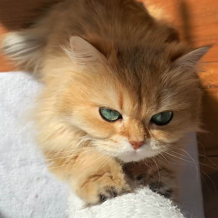 のインスタグラム：「This sound is so calming!」