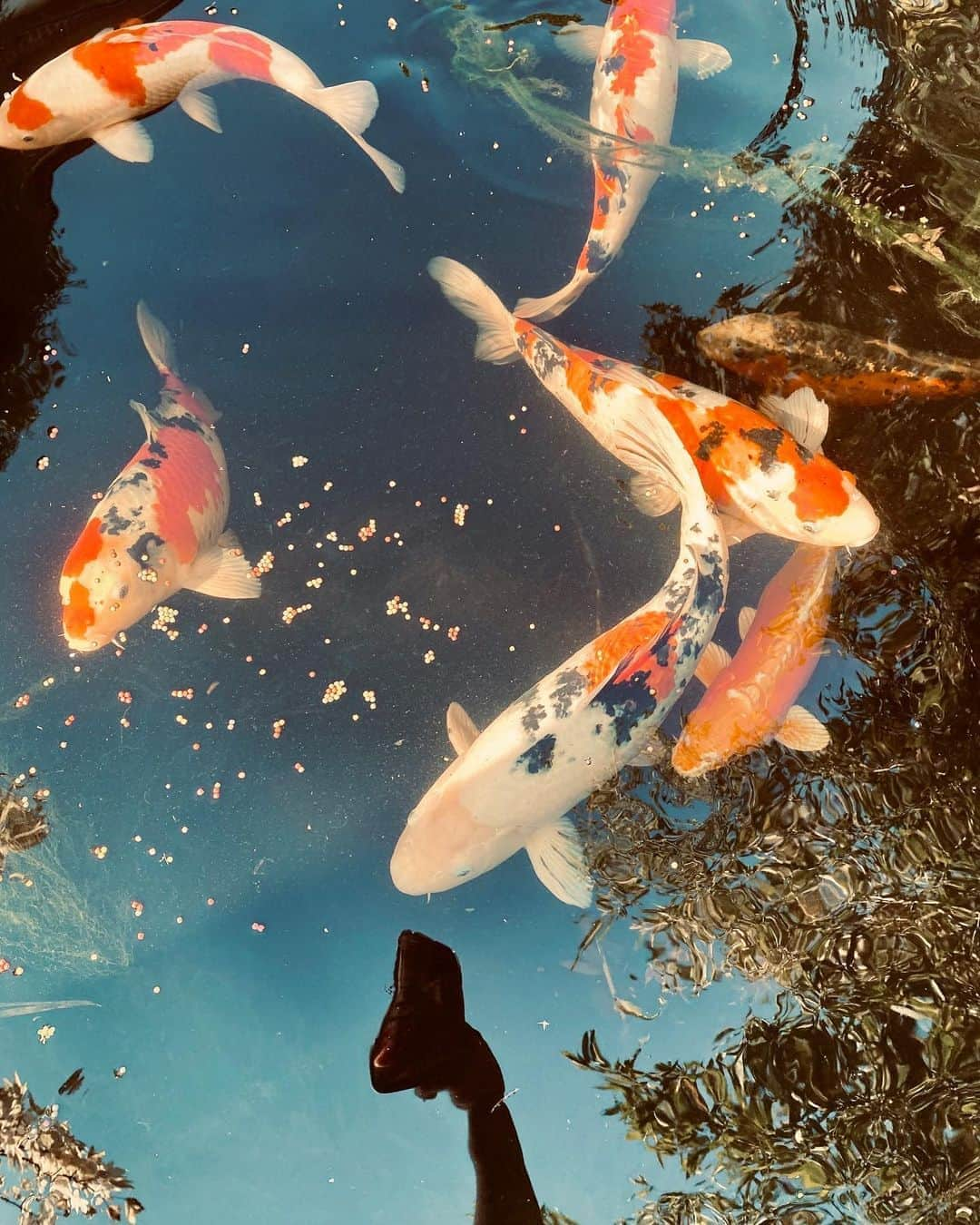 マリ・ヴァルトマンのインスタグラム：「Welcome to the KOI Garden ....for real.... not a picture #koi #garden #fish #nature #beauty #koifish #art #artsy」