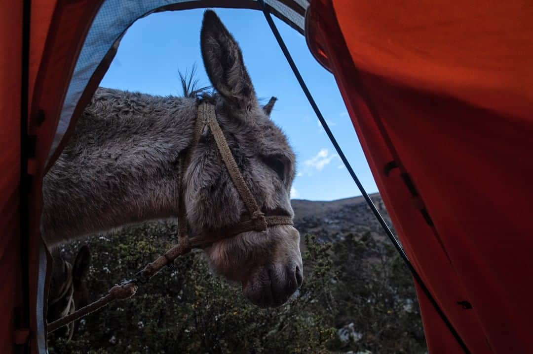 マーモットさんのインスタグラム写真 - (マーモットInstagram)「Morning from Peru! How would you react if this was the first sight you saw emerging from your tent? #notyourtypicaloutdoortentshot  #peru #climb #bornwild  Photo: @jeffrueppel」5月22日 6時31分 - marmot