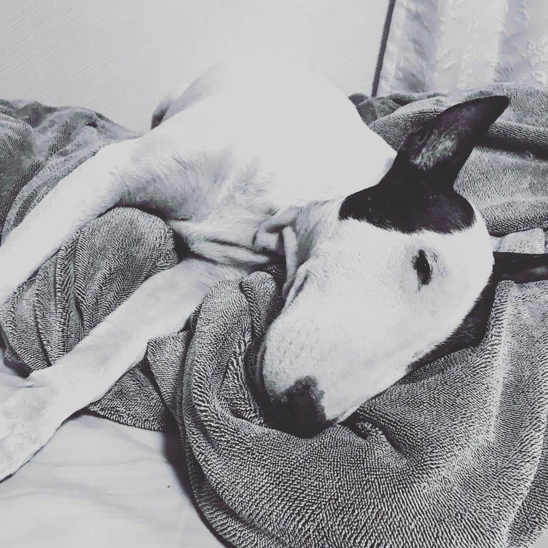 Q太郎さんのインスタグラム写真 - (Q太郎Instagram)「#minituru#bull#terrier#minibullterrier#miniturubullterrier#dog#dogstagram#cute#qtaro#love#family#ミニチュア#ブルテリア#ミニチュアブルテリア#Q太郎」5月22日 17時49分 - qtaro.jun