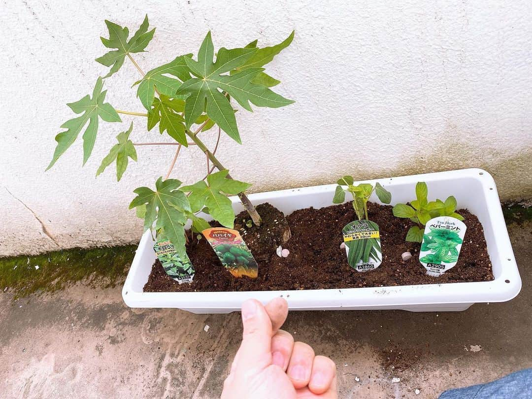 クロちゃんさんのインスタグラム写真 - (クロちゃんInstagram)「家庭菜園の出来上がりだしん！ ・ペパーミント ・オクラ ・パパイヤ ・モロヘイヤ  早く大きくなぁーれだしん♪ #自給自足」5月22日 16時41分 - kurochandesuwawa