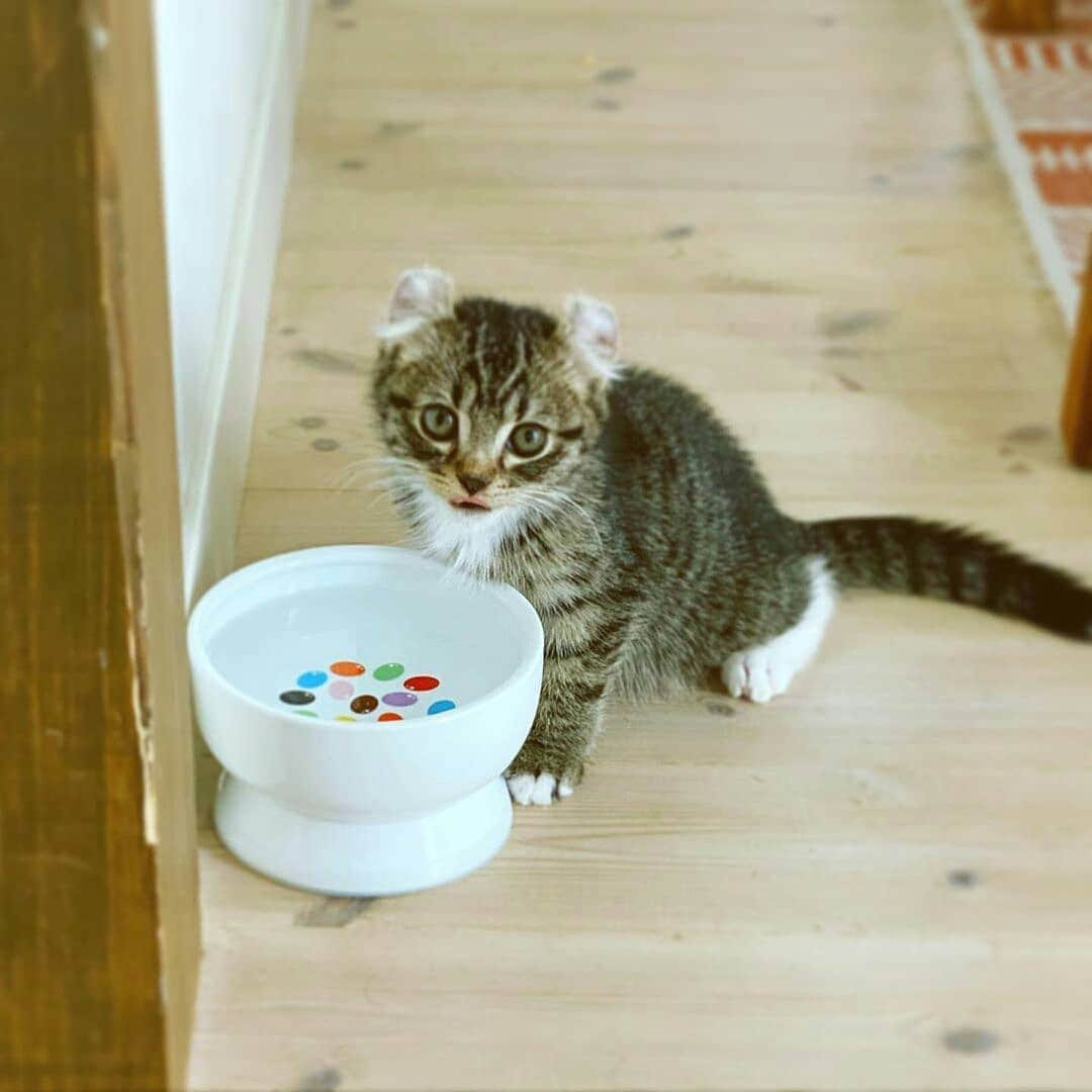 猫壱（ねこいち•ネコイチ）さんのインスタグラム写真 - (猫壱（ねこいち•ネコイチ）Instagram)「. 【Instagramに投稿して猫壱商品をもらっちゃおう✨ 】 ▫ ウォーターボウルがおっきく見える😁❤❤ ▫ ▫ #早くウォーターボウルの方が #小さく見えるくらい #おっきくなってね👍✨ ▫ ▫ お気に入りの商品は  #ハッピーダイニング #脚付ウォーターボウル キャンディ でした✨ ▫ ▫ :::::::::#猫壱 ::::::: #猫壱キャンペーン 5月はあなたのお気に入り#ハッピーダイニング を見せてもらう特別企画です👍✨ ▫ あなたにとって、猫にとって一番『とっておき』のハッピーダイニングを見せてください😺❤ 猫さんのお名前も教えてくれるとあわせてご紹介します😁👍 ▫ またこんなに#ハッピーダイニング #脚付きフードボウル を持ってるよ！というご自慢もあわせてお待ちしてます👍✨ ▫ 気になる方は @necoichicojp からチェックしてくださいね❤ ▫ ▫ Repost from @h.curll thank-you💕💕💕」5月22日 17時21分 - necoichicojp