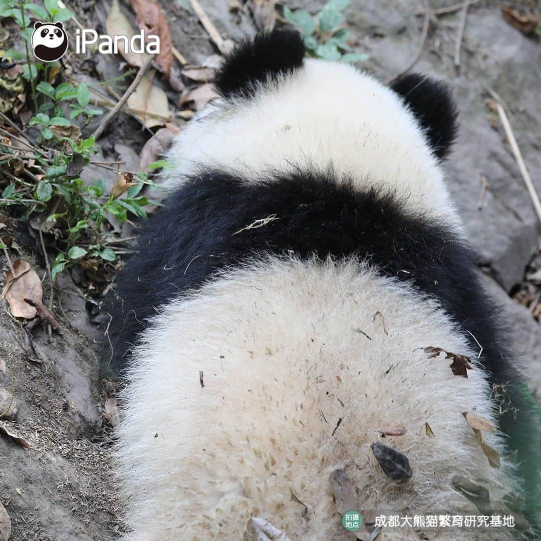 iPandaさんのインスタグラム写真 - (iPandaInstagram)「It’s time to prove you’re a real panda lover! Do you know who are the owners of these backs? 🐼 🐾 🐼 #panda #ipanda #animal #pet #adorable #China #travel #pandababy #cute #photooftheday #Sichuan #cutepanda #animalphotography #cuteness #cutenessoverload」5月22日 17時30分 - ipandachannel