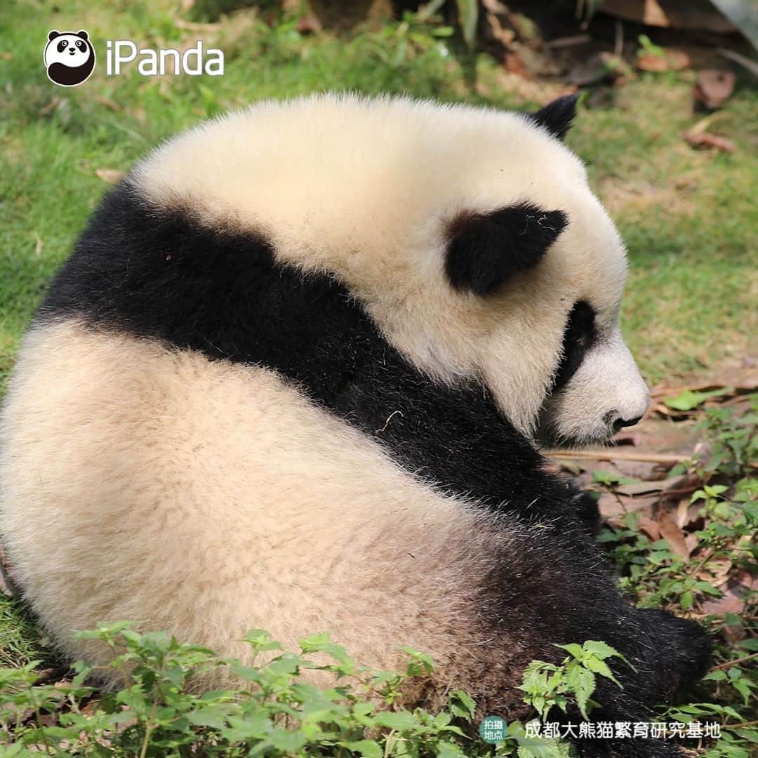 iPandaさんのインスタグラム写真 - (iPandaInstagram)「It’s time to prove you’re a real panda lover! Do you know who are the owners of these backs? 🐼 🐾 🐼 #panda #ipanda #animal #pet #adorable #China #travel #pandababy #cute #photooftheday #Sichuan #cutepanda #animalphotography #cuteness #cutenessoverload」5月22日 17時30分 - ipandachannel