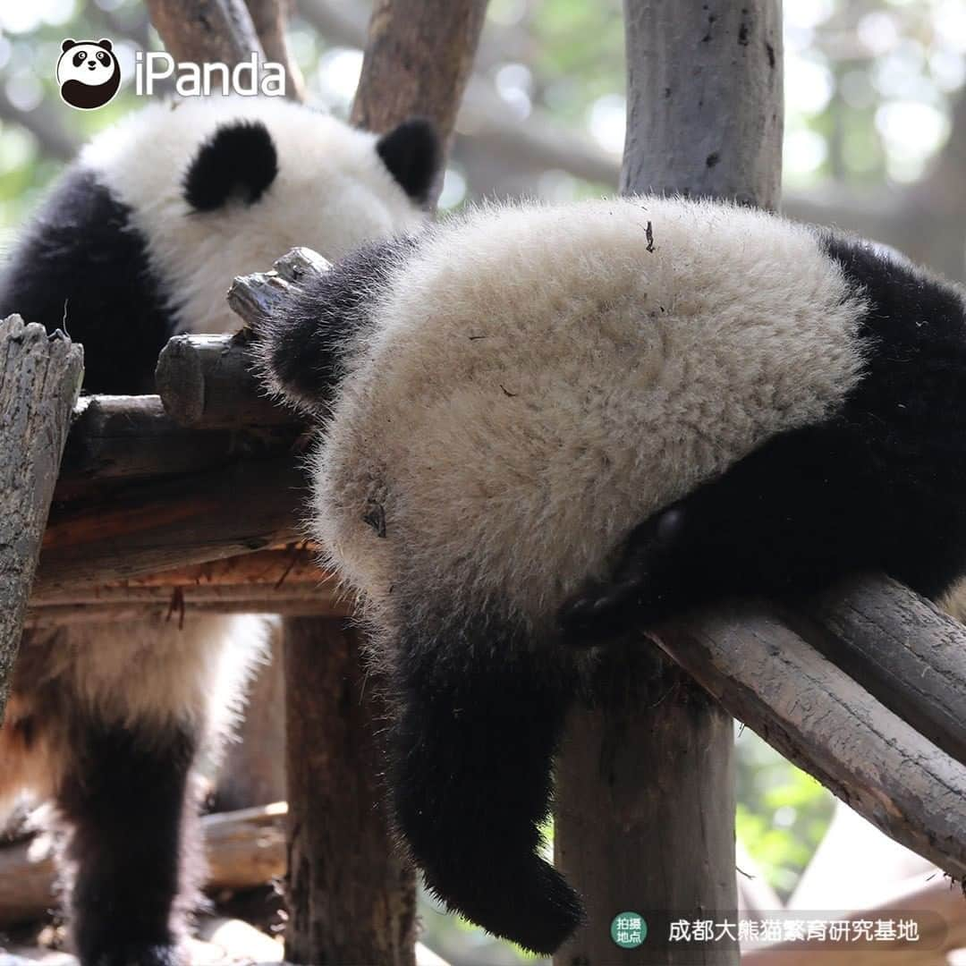 iPandaさんのインスタグラム写真 - (iPandaInstagram)「It’s time to prove you’re a real panda lover! Do you know who are the owners of these backs? 🐼 🐾 🐼 #panda #ipanda #animal #pet #adorable #China #travel #pandababy #cute #photooftheday #Sichuan #cutepanda #animalphotography #cuteness #cutenessoverload」5月22日 17時30分 - ipandachannel