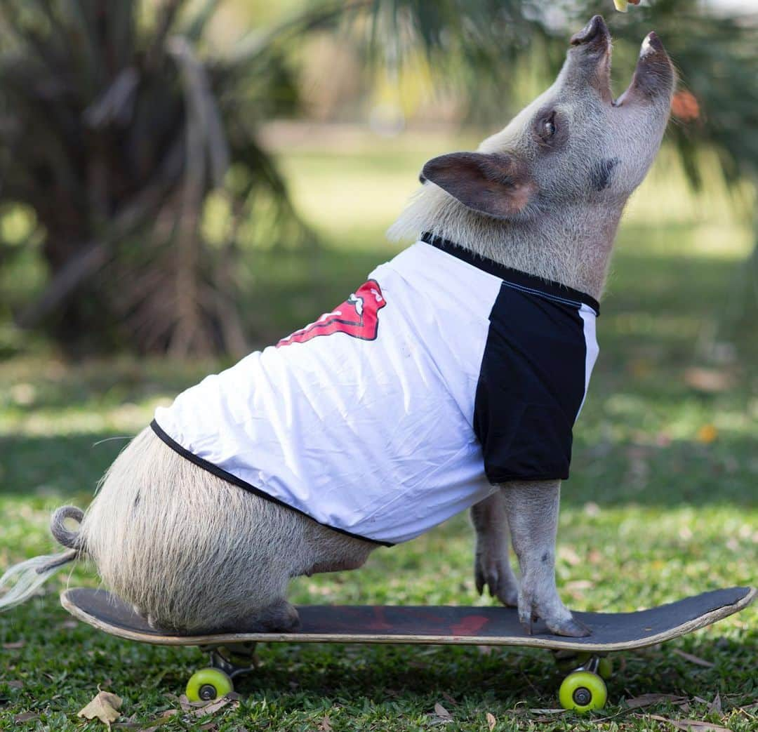 Jamonのインスタグラム：「#tbt for before #quarentine when I used to #sk8 ... super cool pig! 😉  Pic @estudioeuka  #jamonthepig #pig #pigs #pet #pets #pigsaspets #friendsnotfood #throwbackthursday #throwback」