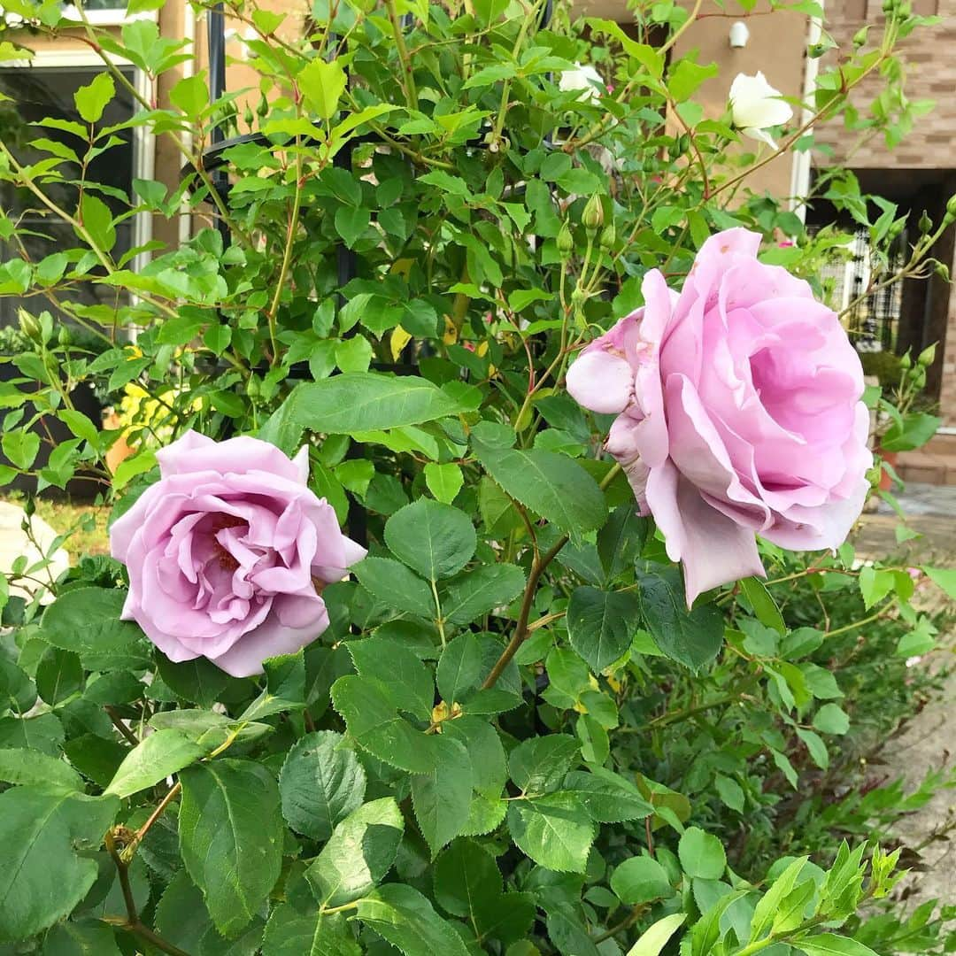 吉建ホームさんのインスタグラム写真 - (吉建ホームInstagram)「住み心地体感ハウスの薔薇🌹 『STAY HOMEで間取り無料相談』実施中‼︎ 是非、お気軽にお申し込み下さい♪ 詳細は弊社HPにて🏡 ーーーーーーーーーーーーーーーーーーー HPはこちらから ▶︎▶︎ @yoshikenhome ーーーーーーーーーーーーーーーーーーー  #注文住宅 #マイホーム #新築 #イベント #住宅 #家 #建築 #工務店 #stayhome #吉建ホーム #マイホーム計画 #おうち時間 #一戸建て #デザイン #無料相談 #自由設計 #施工実例 #設計 #つるバラ #外断熱 #高気密高断熱 #高断熱 #健康住宅 #アレルギー #地震 #地震に強い #モデルハウス #木造住宅 #いい家 #空気がきれい」5月22日 10時18分 - yoshikenhome