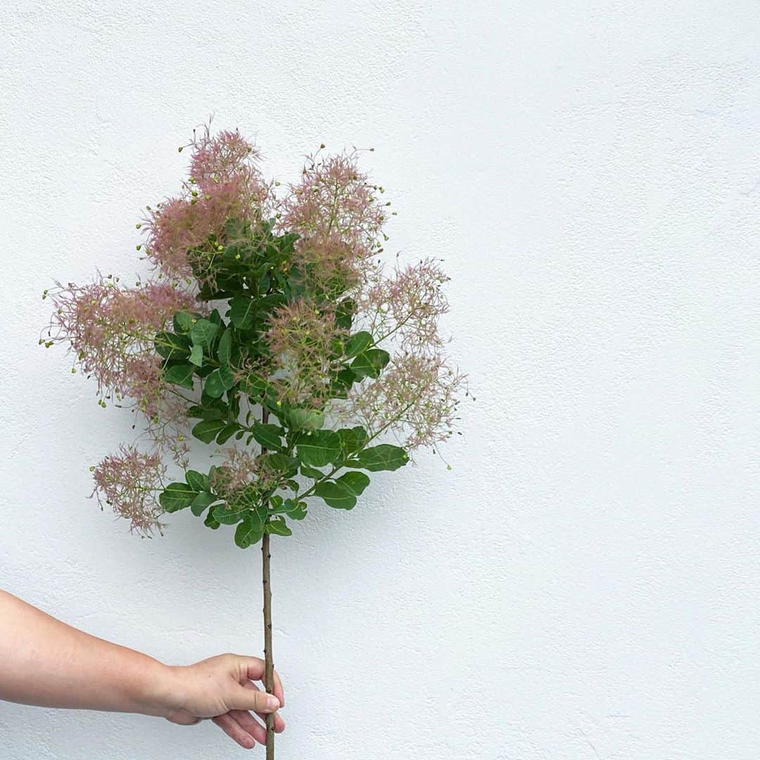 MILLE ECLAT.のグルメインスタ