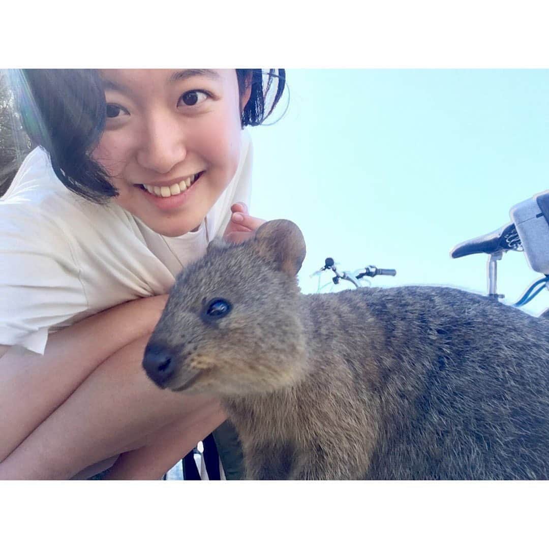 のインスタグラム：「. June,16,2018 オーストラリアのパースにあるロットネスアイランドで生息しているクオッカ。 世界一幸せな動物だと言われる理由は下から見ると… こんな風に笑って見えるからなんだって! 　この写真を見た人が幸せに過ごせますように • • • This animal’s name is Quokka. It is called the happiest animal. Plz, look at his mouth. Looks he is Smiling! 　I wish you can live in happiness world. #perth #wa #rottnestisland」