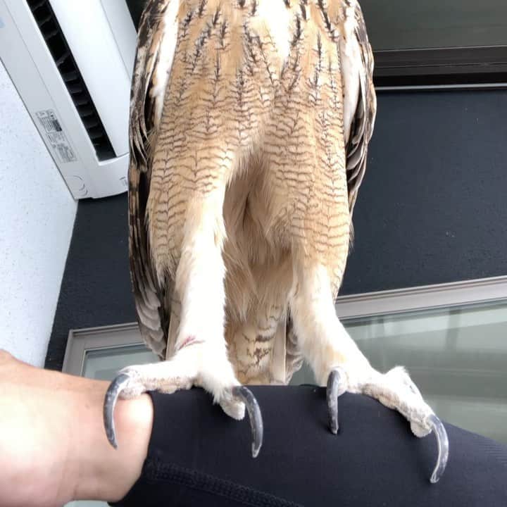 GEN3 Owlのインスタグラム：「フクロウの脚は長いのだ🦵✨ Owl has long legs, but I... #owl #owlgaru」