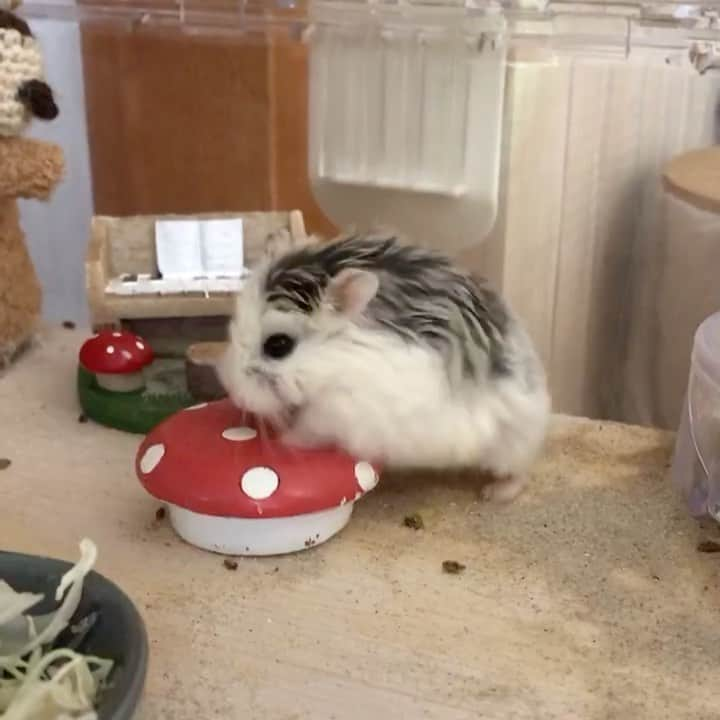 hamster_mocoのインスタグラム