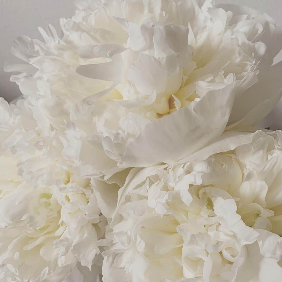 紺野千春さんのインスタグラム写真 - (紺野千春Instagram)「☁️ #peony #white」5月22日 11時45分 - konnochiharu