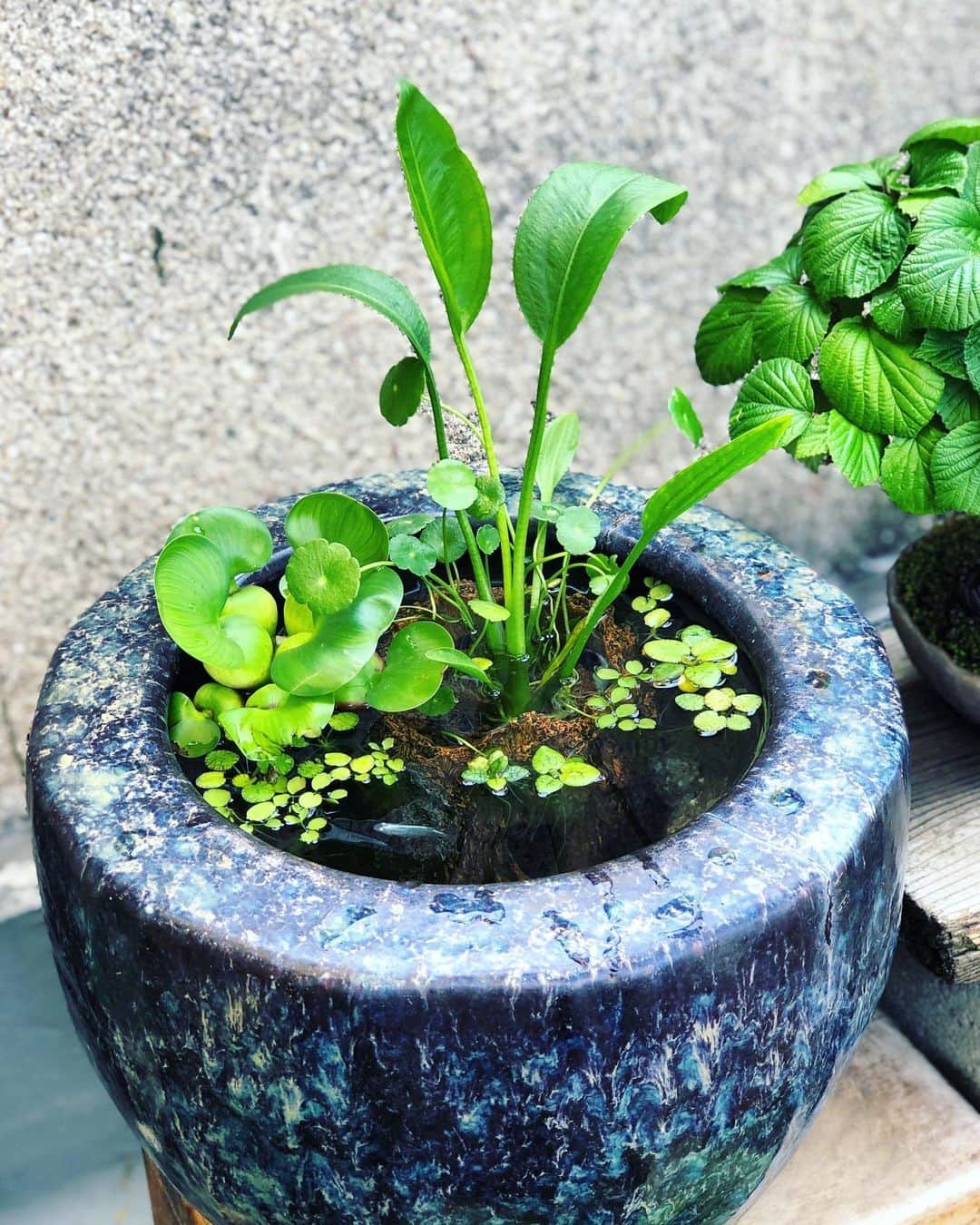 金成公信のインスタグラム：「4号鉢。4th bowl.  #盆栽 #bonsai #bonsaijapan #japanesebonsai #wabisabi #bonsailovers #bonsailife #bonsaitree #bonsaiart #bonsaigram #bonsaiworld #plants #tree #greenlife #greenlifestyle #苔 #moss #睡蓮 #睡蓮鉢 #ビオトープ #biotope #メダカ」
