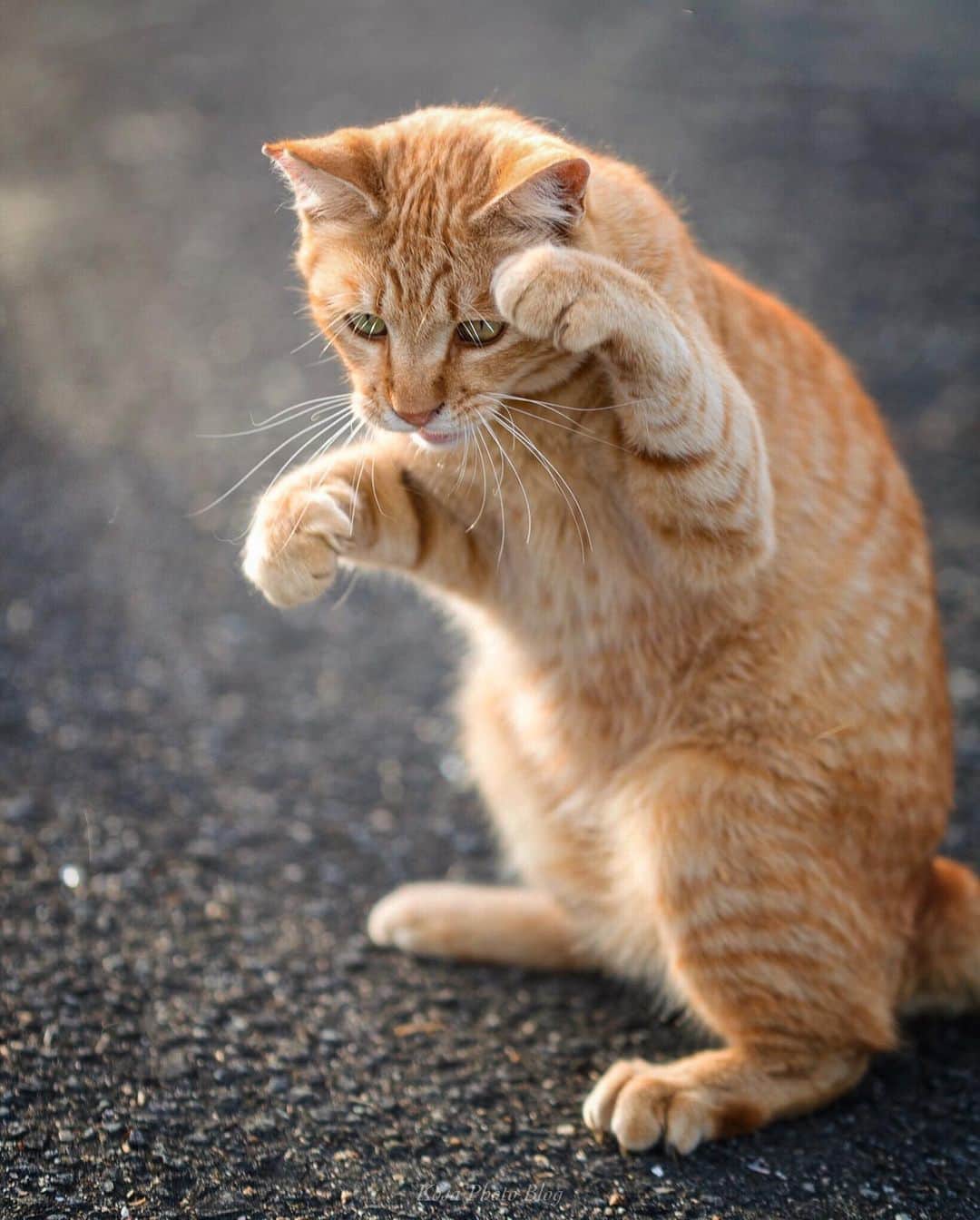 コサさんのインスタグラム写真 - (コサInstagram)「Fighting pose かかってこいニャー😼 左でガードして、右ストレートを打ち込んでやるニャー🥊 前回の「写真で一言」ですが、多くの方からコメント頂きありがとうございました🙏 . Location:和歌山 Wakayama / Japan . #nekoclub #にゃんすたぐらむ #猫写真 #catsofinstagram #cats_of_world #catstagram #topcatphoto #exclusive_cats #cat_features #kings_cats #tokyocameraclub #IG_PHOS #photo_jpn #ptk_japan #pt_life_ #YourShotPhotographer #Japan_Daytime_View #IGersJP #light_nikon #colore_de_saison #bestphoto_japan #Rox_Captures #kf_gallery_vip #LBJ_VIP #広がり同盟メンバー #japan_bestpic_ #happycatclub #cutecatshow #catloversclub #pleasantcats」5月22日 12時29分 - kosa_photo